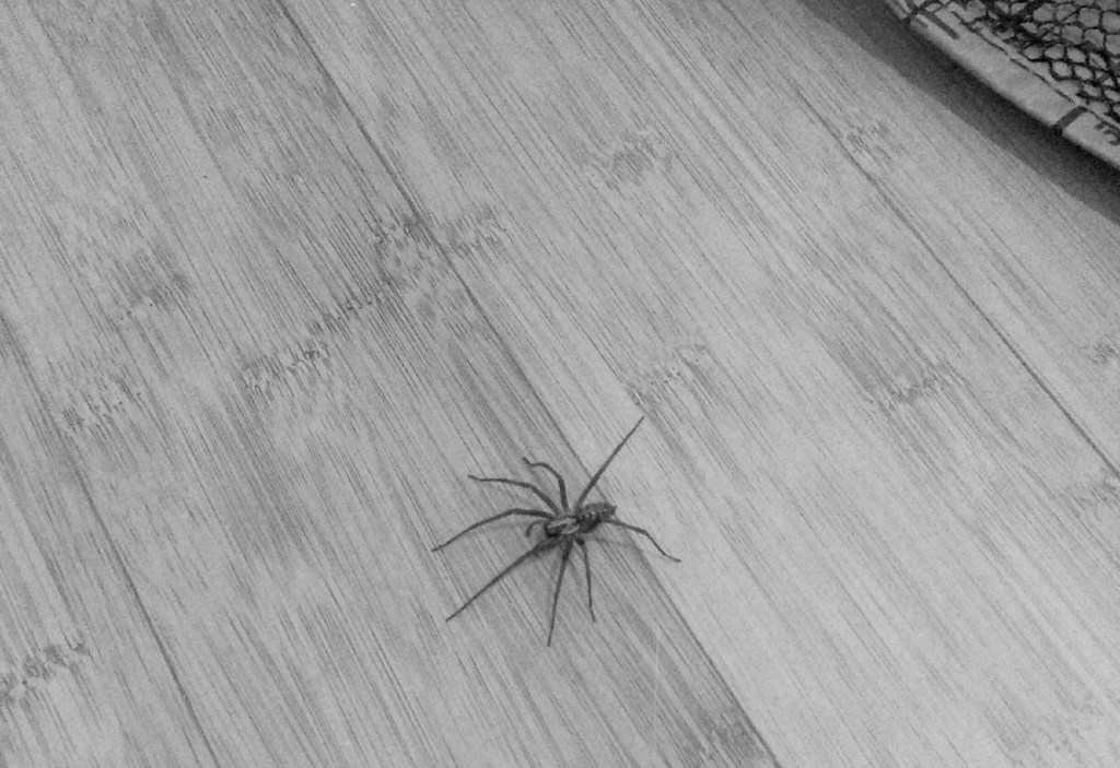 12546026_785098840300_1195747140_o